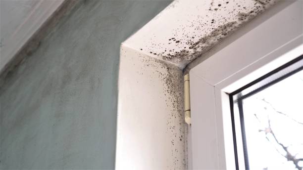 Best Attic Mold Removal  in Redwood Valley, CA