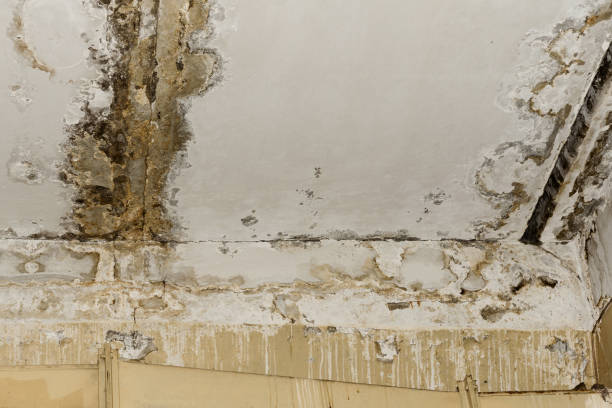 Best Flood Damage  in Redwood Valley, CA