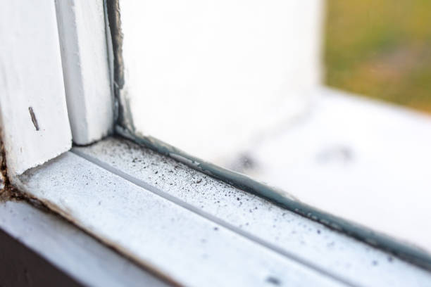 Best Mold Odor Removal Services  in Redwood Valley, CA