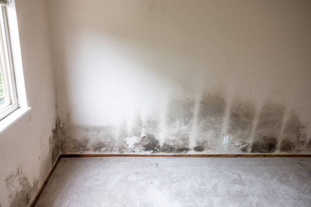 Mold Documentation for Insurance Claims in Redwood Valley, CA